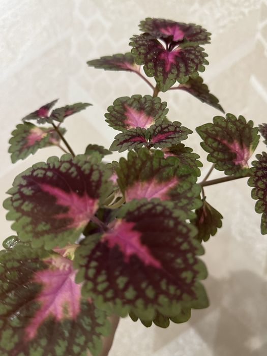 Колеус, комнатные цветы