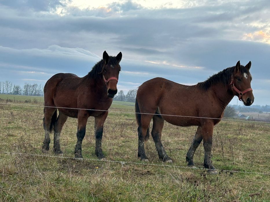 LA SCHIMB doi cârlani de un an!