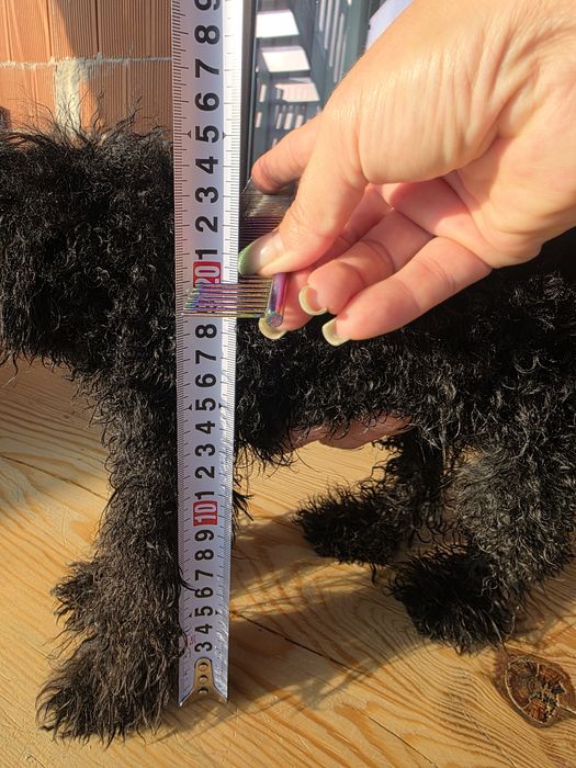 Пудел момче 8 месеца  19см