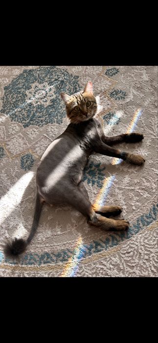 Отдам кота в добрые руки