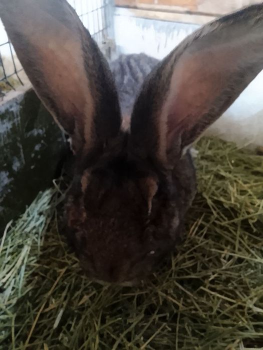 Кролики породы Фландр