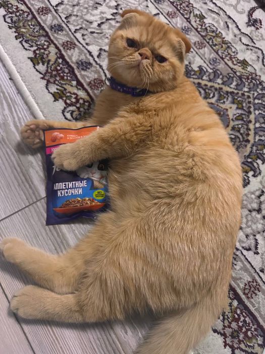 •	 Красивая персидская кошка ищет новый дом — ласковая и ухоженная