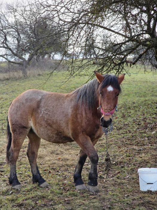 Vând mânză de 2 ani și jumătate, gestantă
