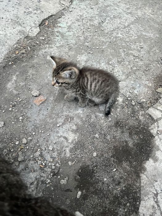 Отдаю котят в добрые руки