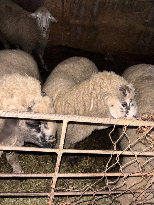 Berbecuți de sacrificat