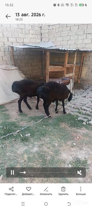 Srochno qoy sotiladi