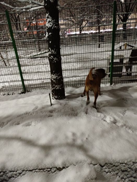 Найдена собака в ошейнике