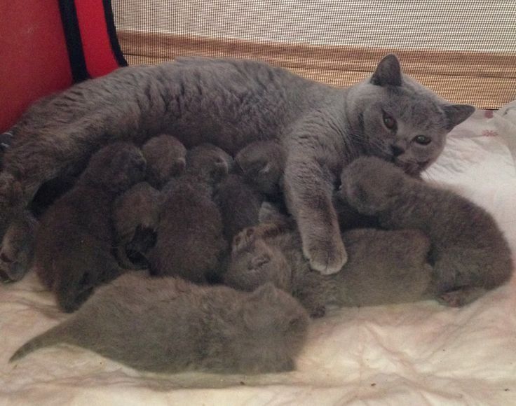 Британские котята