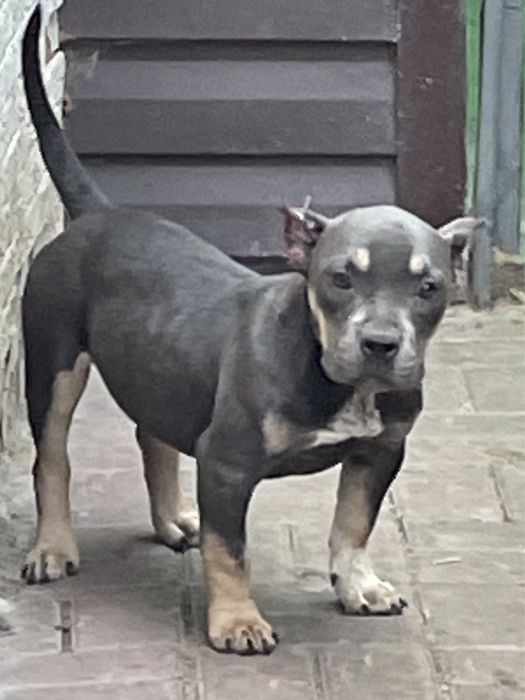 Американский булли