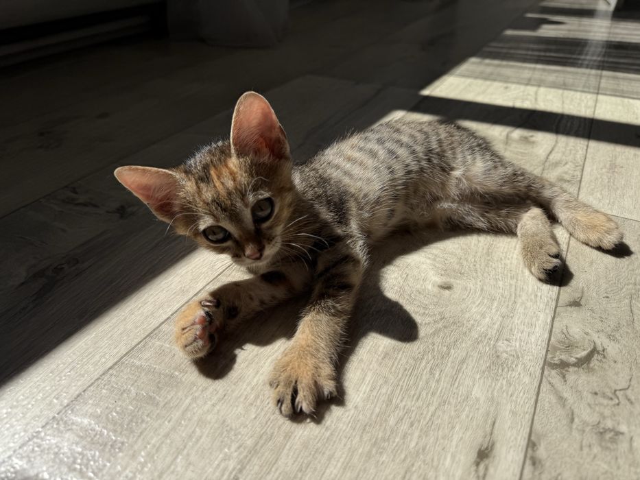 Котенок(девочка)