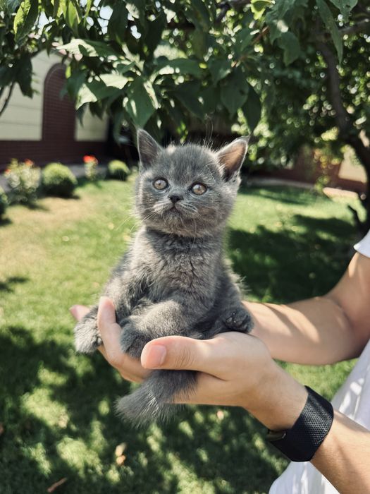 Scottish fold va strait