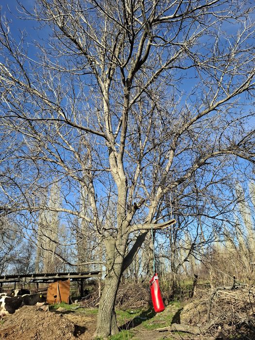 Ағаштар отынға, және жаңғақ ағаштары бар.