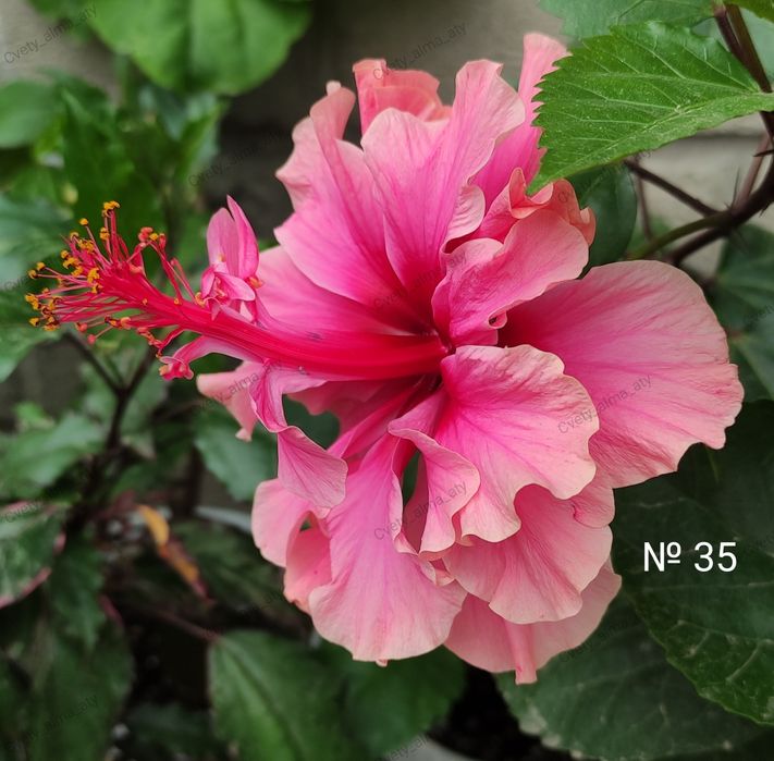 Гибискус, китайская роза.