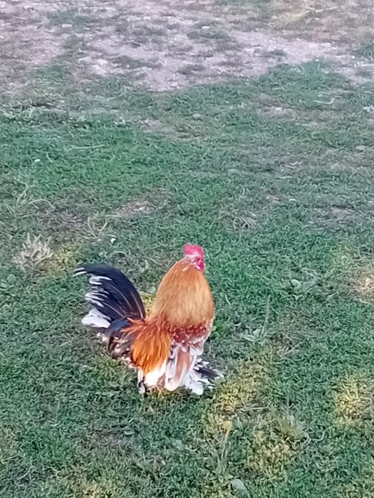 Cocos liliputi de vanzare