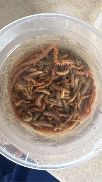 Морсие черви крупные