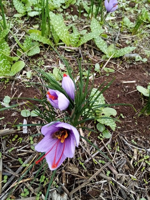 Луковици-Шафран,кокиче,лале,зюмбюл,минзухар, нарцис.