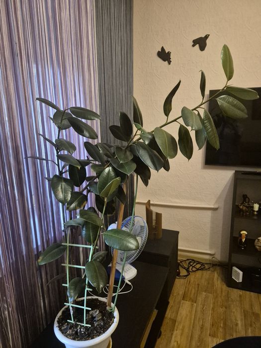 Продам Фикус Эластика домой или в офис