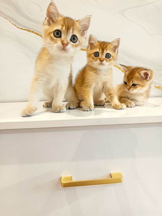 Золотая шиншилла