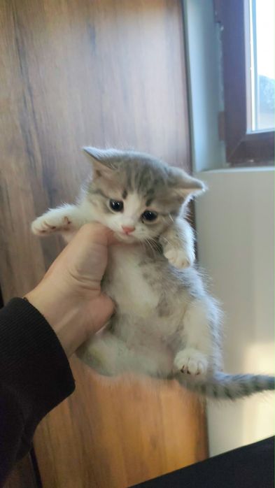 Котята. Отдадим в добрые руки