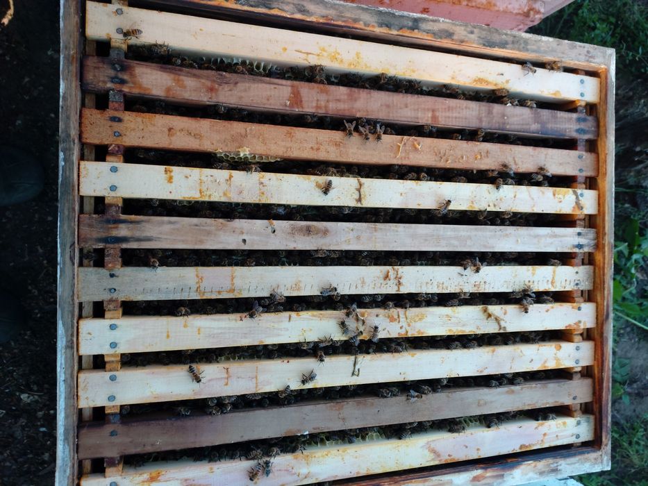 Vând familii de albine