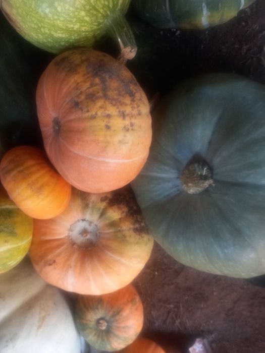 Тыква Кабачки Тыква.