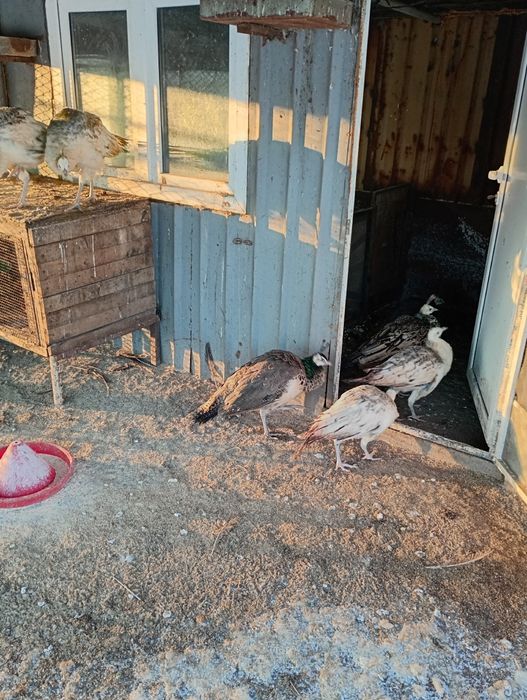 Продавам двойки пауни