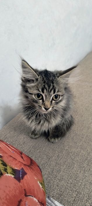 Отдам котенка Мальчик бесплатно