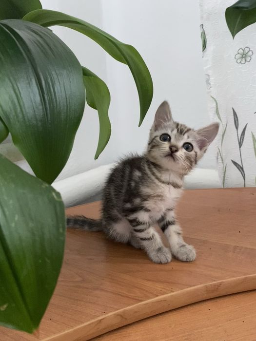 Отдам котят.