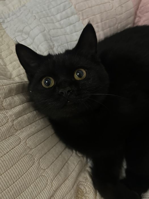 2та мушук боласи