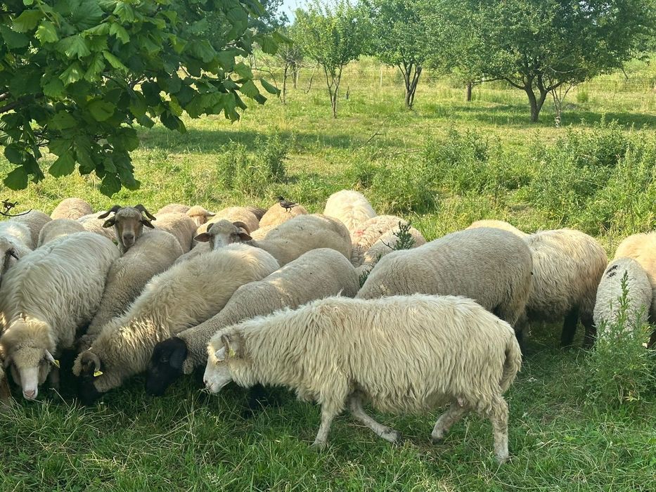 Vând oi și miei !
