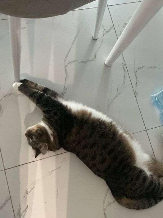 Зооняня для кошек на время отпуска | Кормление и фотоотчет
