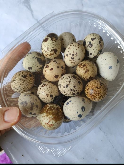 Бөдене. Перепелл