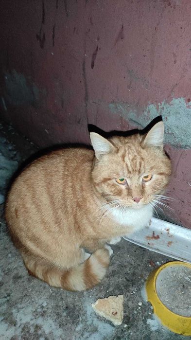 Рыжему коту нужен дом!