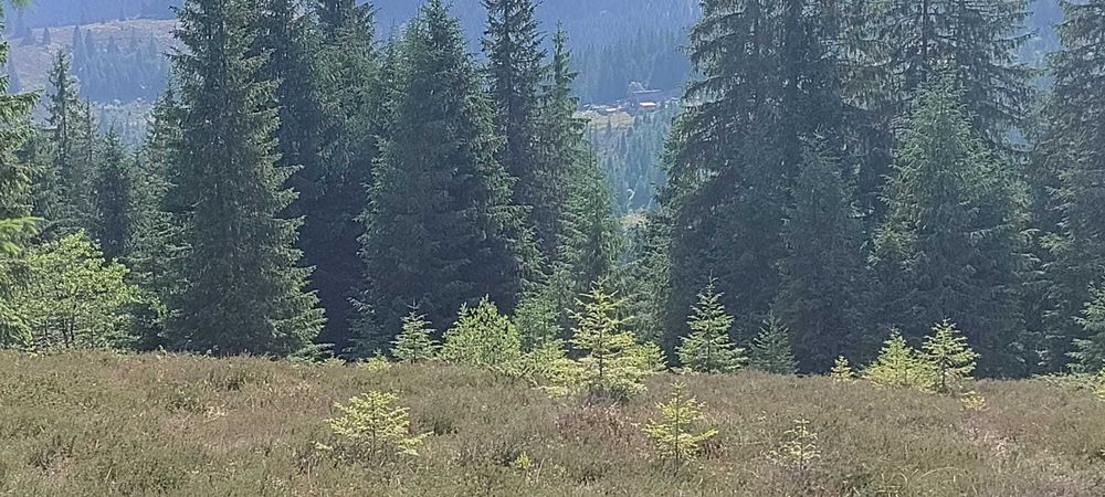 Teren in muntii Apuseni,Belis-Cluj