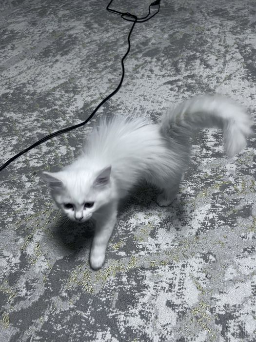 Котенок девочка нибелунг