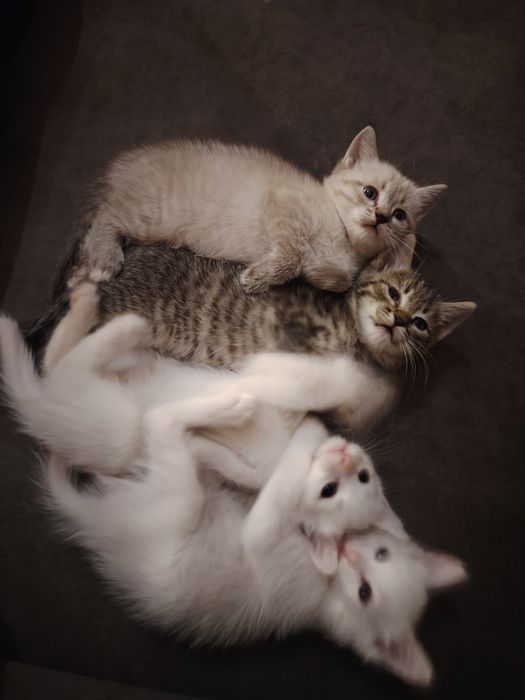 Отдам котят в хорошие руки