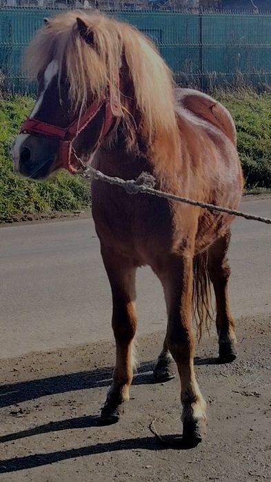 Vând poneii de 5 ani