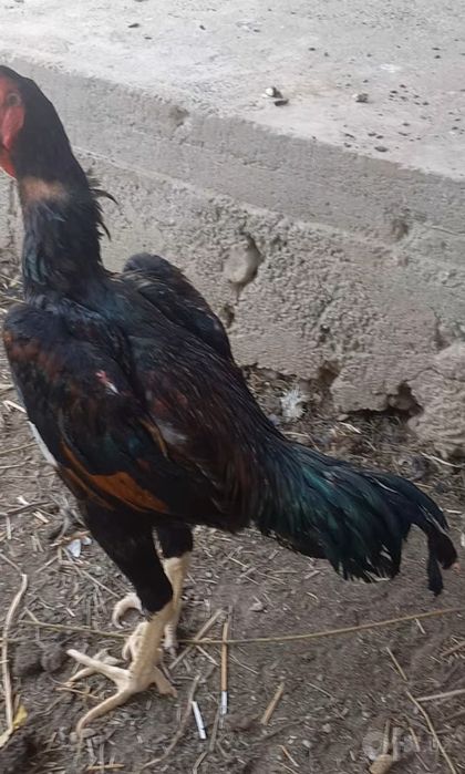 Zotka juja sotiladi faqat zotka yapon tozaladan