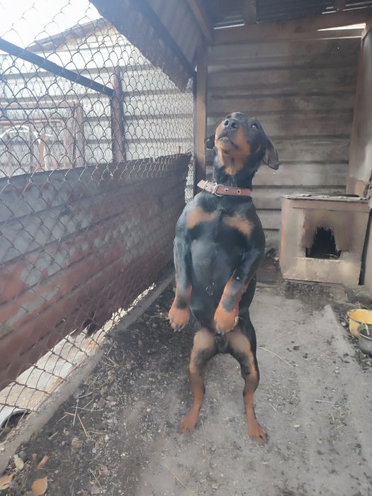 Продам кобеля ягдтерьера