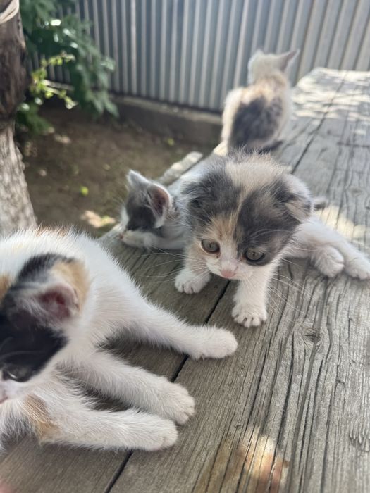 Отдам котят в добрые руки , смесь с породой шотладнцев