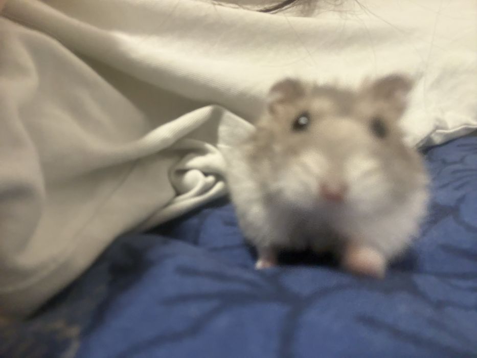 Donez hamster siberian - 3 luni