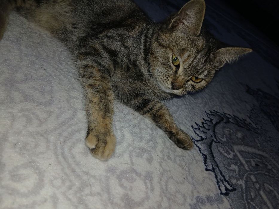 Хадия га берилади