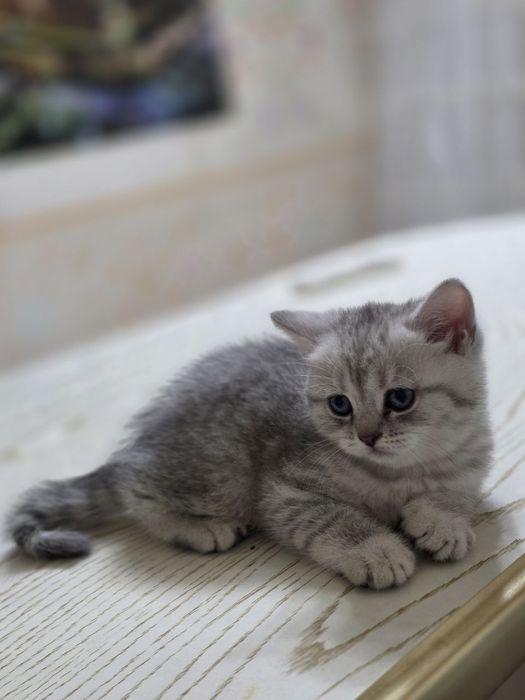 Британский шиншилла котята кошечки britanskiy shinshila mushuk bolalar