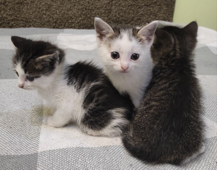 Милая маленькая девочка