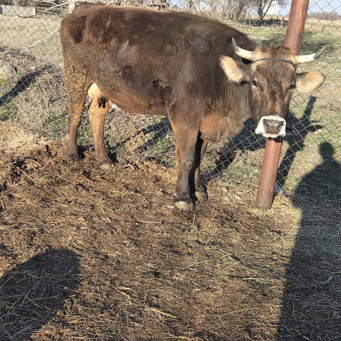 Каровы,сыиыр таинша