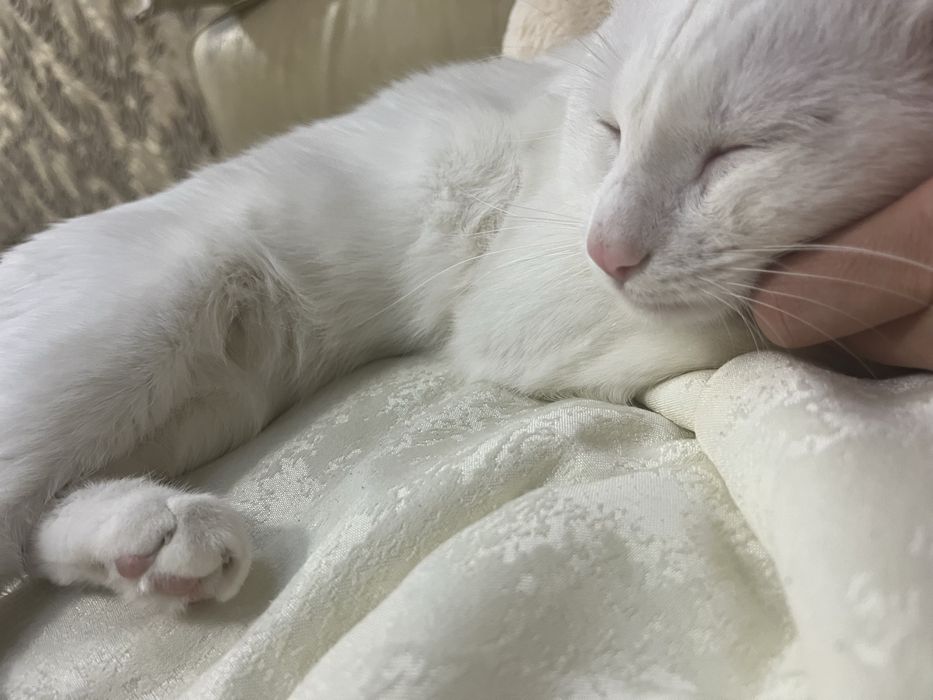 Отдам кота в хорошие руки