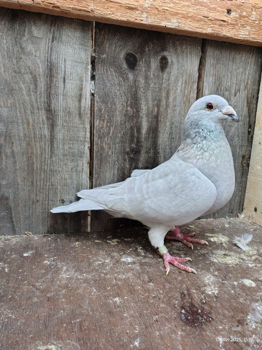 Porumbei voiajori colorați