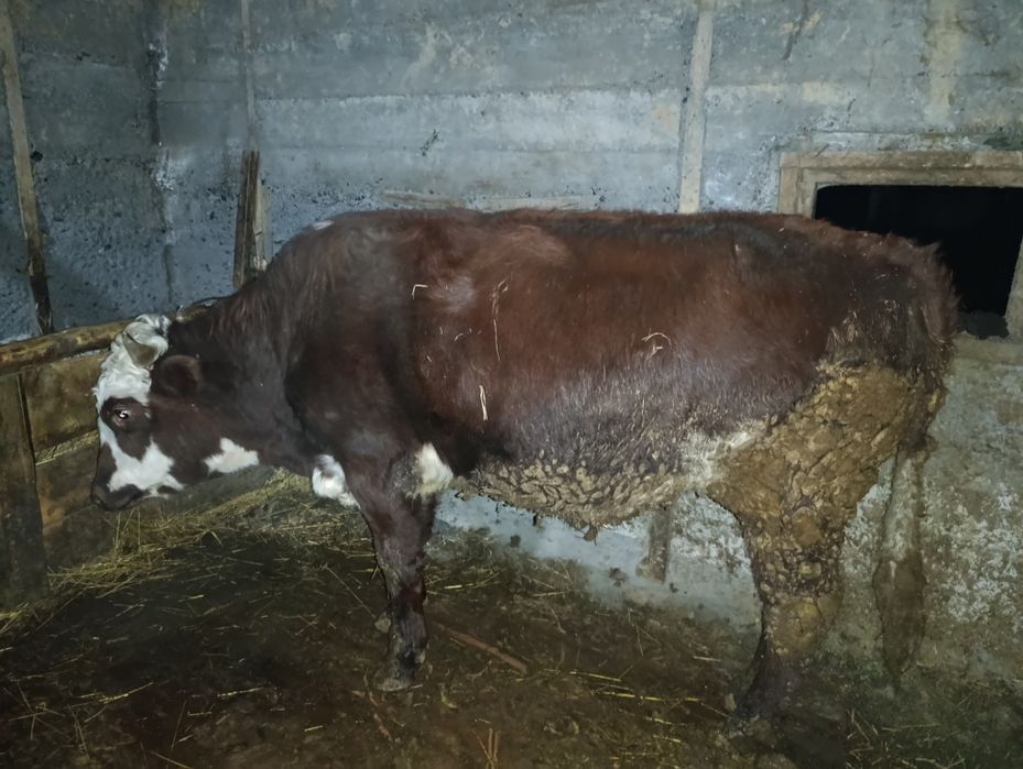 Бычки есть на продажу