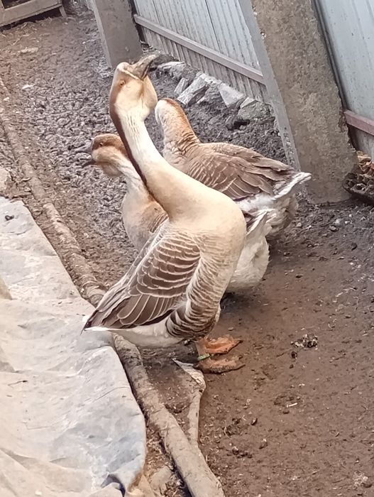 Gâscan african (leșesc)