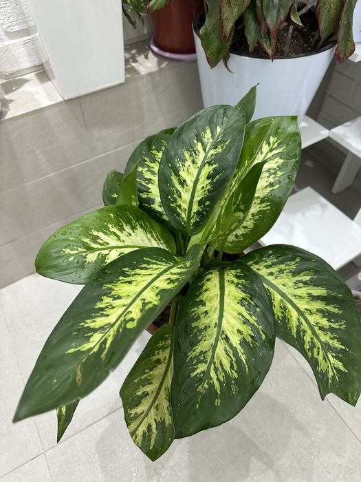 Растения как естественный фильтр воздуха